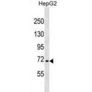 Nuclear Factor, Erythroid 2 Like 3 (NFE2L3) Antibody