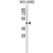 SH3 And Cysteine Rich Domain 2 (STAC2) Antibody