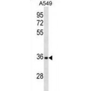 CD5 Antigen Like Protein (CD5L) Antibody
