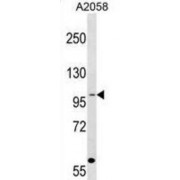 Coatomer Protein Complex Subunit Gamma (COPG1) Antibody