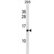 Histone Cluster 2, H2ac (HIST2H2AC) Antibody