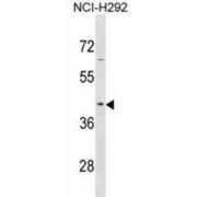 Serpin B9 (SERPINB9) Antibody