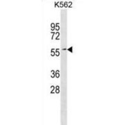 ETS2 Repressor Factor (ERF) Antibody