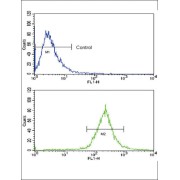 Bone Morphogenetic Protein Receptor 1A (BMPR1A) Antibody