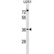 Popeye Domain-Containing Protein 3 (POPD3) Antibody