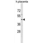 WD Repeat Domain Phosphoinositide-Interacting Protein 1 (WIPI1) Antibody