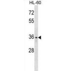 Lymphatic Vessel Endothelial Hyaluronic Acid Receptor 1 (LYVE1) Antibody