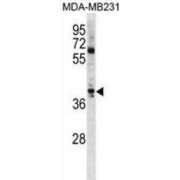 WB analysis of MDA-MB231 cell line lysates, using ATOH1 Antibody.