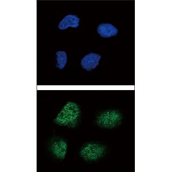 Neurogenin 3 (NEUROG3) Antibody