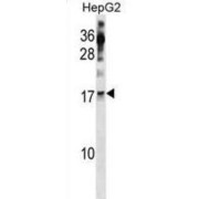 RNA Polymerase II Subunit H (POLR2H) Antibody