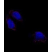 POU Class 5 Homeobox 1 / OCT4 (POU5F1) Antibody