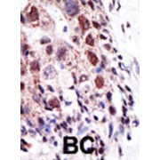 E2EPF Antibody