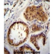 E2EPF Antibody