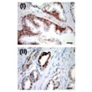 Ubiquitin Carboxyl-Terminal Hydrolase 2 (USP2) Antibody