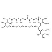 Amphotericin B