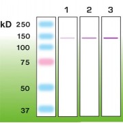 Western blot analysis of recombinant mouse nephrin (extracellular domain, Gln37-Thr1049): (1) 50 ng, (2) 100 ng, and (3) 200 ng.