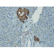 IHC-P analysis of cytoplasmic expression of chromogranin A in normal pancreatic islets of Langerhans (4 µm section).