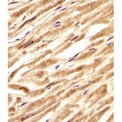 CCHC-Type Zinc Finger Nucleic Acid Binding Protein (CNBP) Antibody