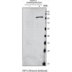 Ubiquitin Carboxyl-Terminal Hydrolase 13 (USP13) Antibody