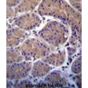 Ubiquitin Carboxyl-Terminal Hydrolase 20 (USP20) Antibody