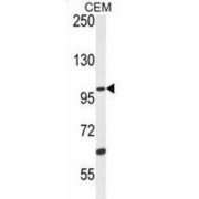 Western blot analysis of CEM cell line lysates, using USP29 antibody (35 µg/lane).