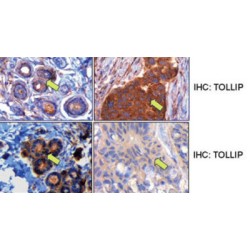 Toll-Interacting Protein (TOLLIP) Antibody