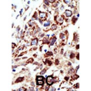 Signal Transducing Adaptor Molecule (STAM) Antibody