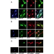 ADP Ribosylation Factor Binding Protein GGA1 (GGA1) Antibody