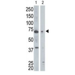 ADP Ribosylation Factor Binding Protein GGA1 (GGA1) Antibody