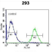 CAAX Prenyl Protease 2 (RCE1) Antibody