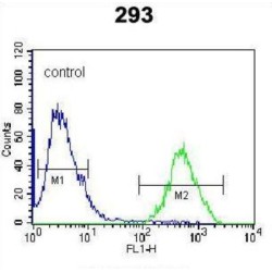 CAAX Prenyl Protease 2 (RCE1) Antibody