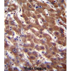 CAAX Prenyl Protease 2 (RCE1) Antibody