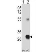 WB analysis of 293 cell lysates (2 µg/lane) using RCE1 antibody. Cells were non-transfected (lane 1) and transiently transfected (lane 2) with the RCE1 gene.