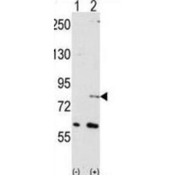 Negative Regulator of Ubiquitin-Like Proteins 1 (NYREN18) Antibody