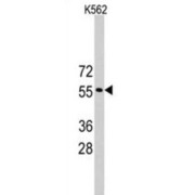 RING Finger Protein 36 (RNF36) Antibody