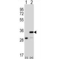 Prohibitin (PHB) Antibody