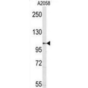 M Sema5a Antibody