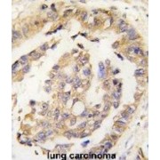 Olfactomedin 1 (Olfm1) Antibody