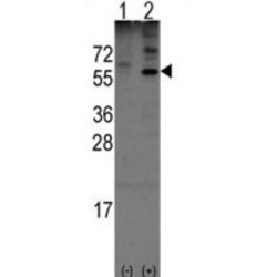 Olfactomedin 1 (Olfm1) Antibody