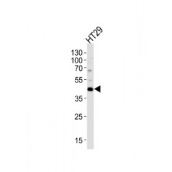 Krueppel-Like Factor 4 (KLF4) Antibody
