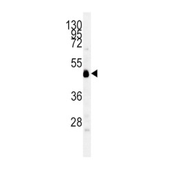 Indoleamine 2,3-Dioxygenase 1 (INDO) Antibody