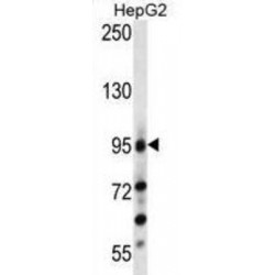 LGR5 (loop2) Antibody