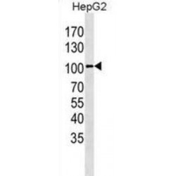 Leucine Rich Repeat Containing G Protein-Coupled Receptor 5 (LGR5) Antibody