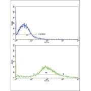 Frizzled Homolog 1 (FZD1) Antibody