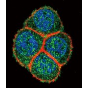 Hepatocyte Nuclear Factor 4 Alpha (HNF4A) Antibody