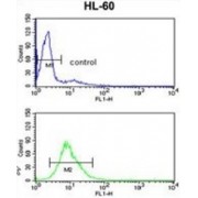 Exosome Component 8 (EXOSC8) Antibody