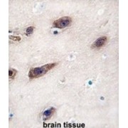 Syntaxin 3 (STX3) Antibody