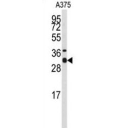 Syntaxin 3 (STX3) Antibody