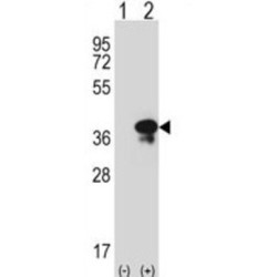 Syntaxin 3 (STX3) Antibody