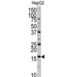 XTP3-Transactivated Gene A Protein (XTP3TPA) Antibody